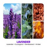 Lavender-3